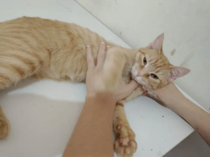 Gato ra a Sem raça definida idade 7 a 11 meses nome Moana 