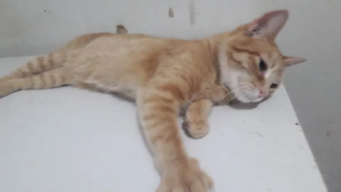 Gato ra a Sem raça definida idade 7 a 11 meses nome Moana 