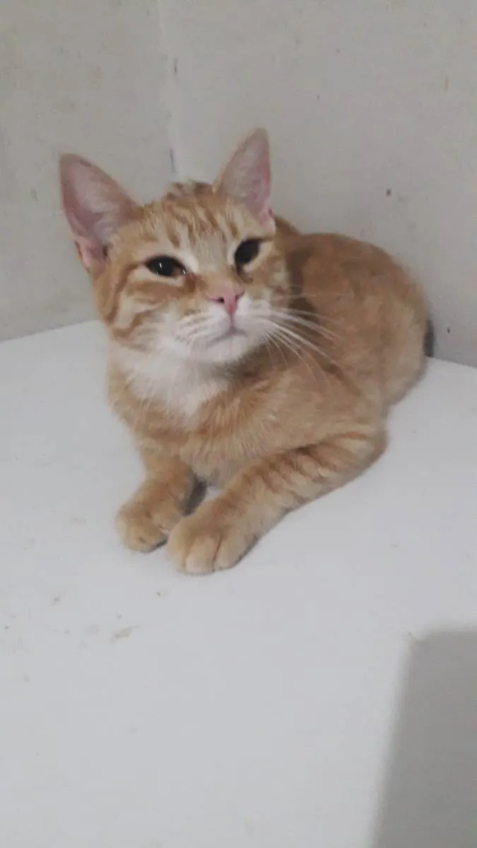 Gato ra a Sem raça definida idade 7 a 11 meses nome Moana 