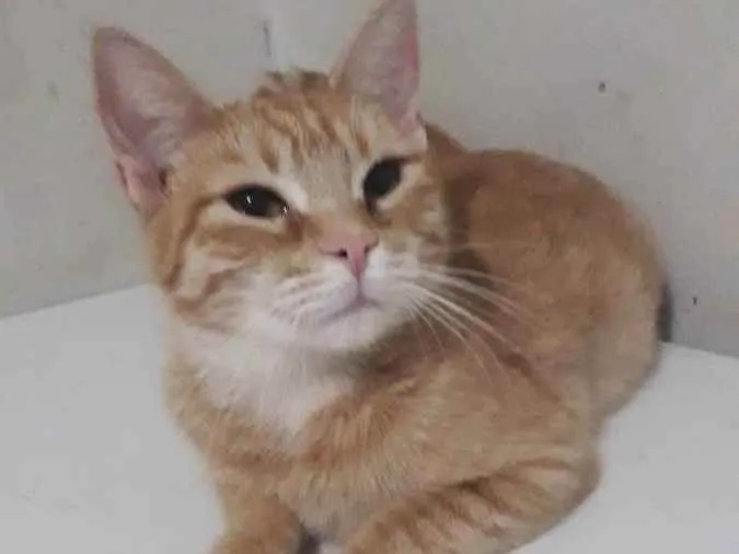 Gato ra a Sem raça definida idade 7 a 11 meses nome Moana 