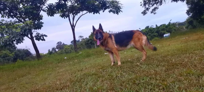 Cachorro ra a Pastor alemao  idade 5 anos nome Tipuxa