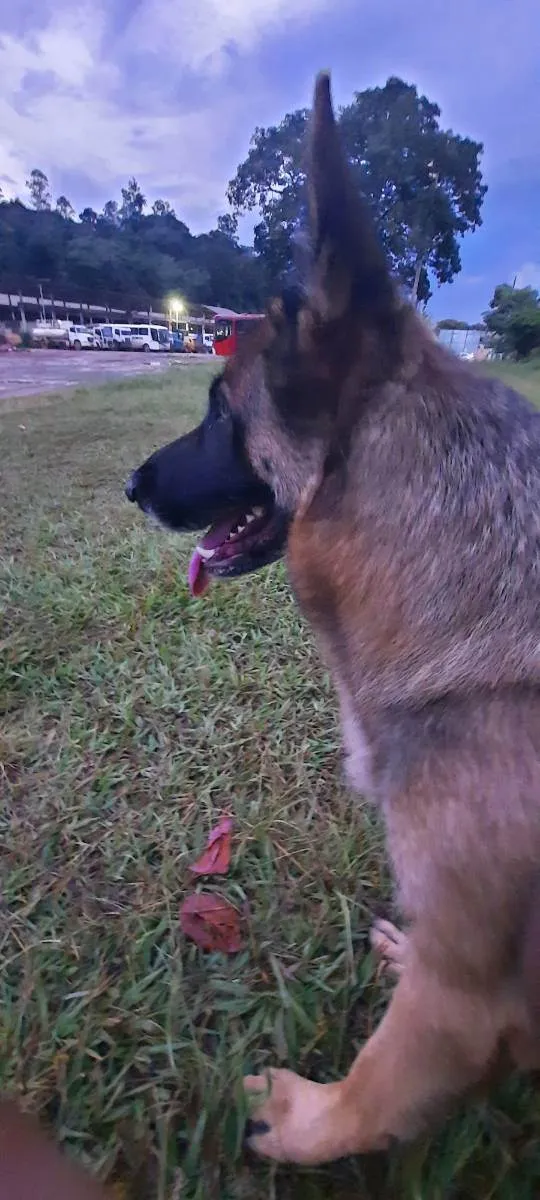 Cachorro ra a Pastor alemao  idade 5 anos nome Tipuxa