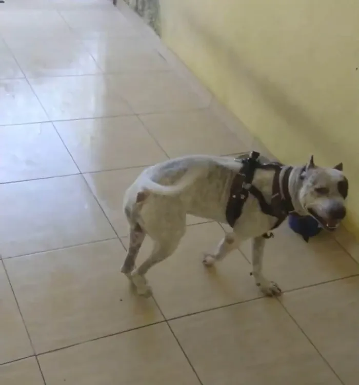 Cachorro ra a Pitbull amstaff idade 3 anos nome Hunter