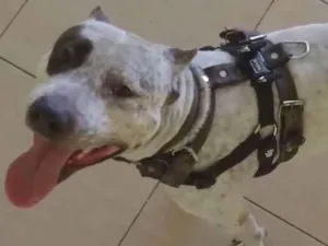 Cachorro raça Pitbull amstaff idade 3 anos nome Hunter