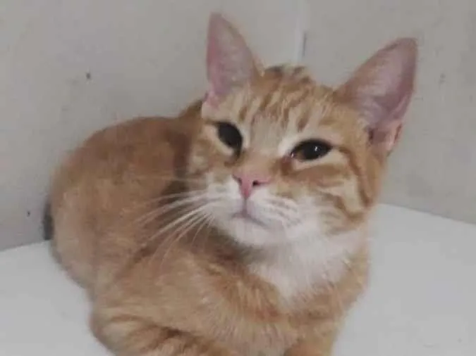 Gato ra a Sem raça definida idade 7 a 11 meses nome Moana 