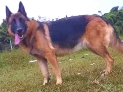 Cachorro raça Pastor alemao  idade 5 anos nome Tipuxa