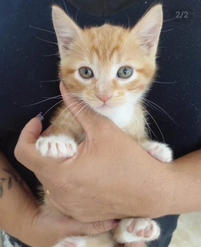 Gato ra a Srd idade Abaixo de 2 meses nome Amendoim