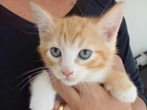 Gato raça Srd idade 2 a 6 meses nome Paçoca