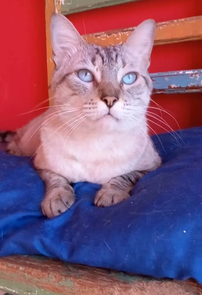 Gato ra a Srd idade 1 ano nome Slash