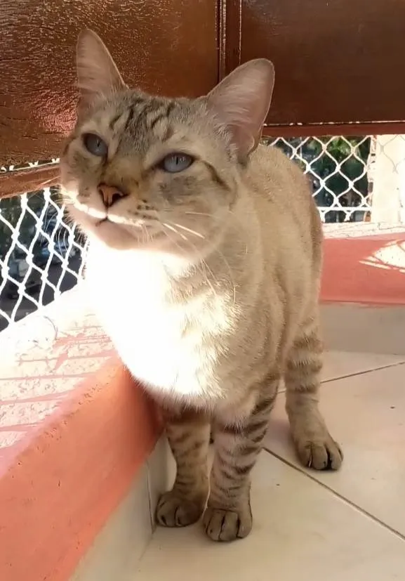 Gato ra a Srd idade 1 ano nome Slash