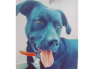 Cachorro raça Labrador misturado com Pitbull idade 6 ou mais anos nome Billy