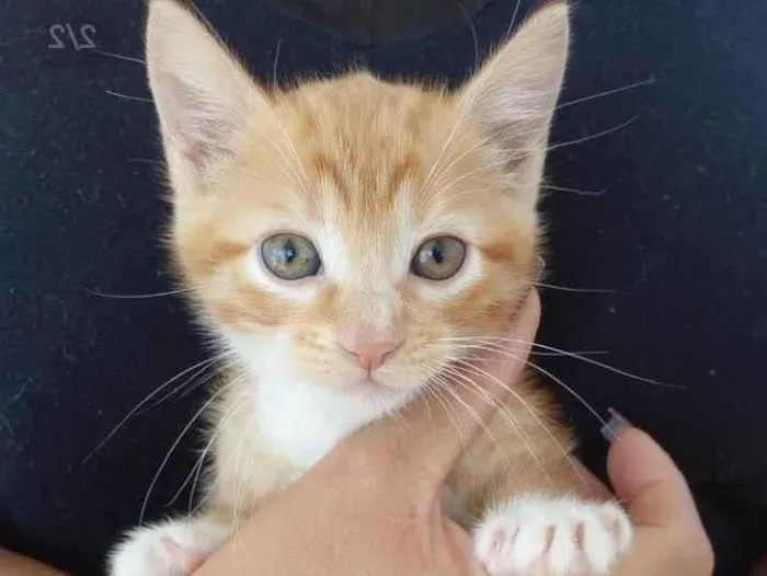 Gato ra a Srd idade Abaixo de 2 meses nome Amendoim