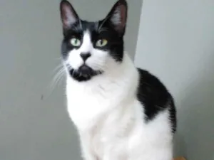 Gato raça Srd idade 2 anos nome Filo