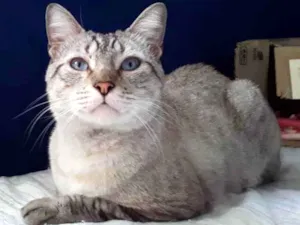 Gato raça Srd idade 1 ano nome Slash