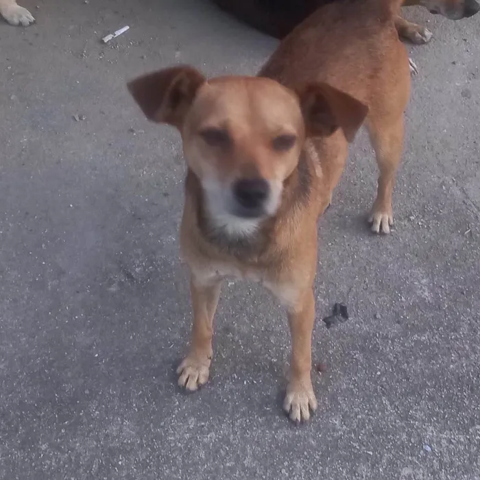 Cachorro ra a  idade 2 anos nome Não sei 