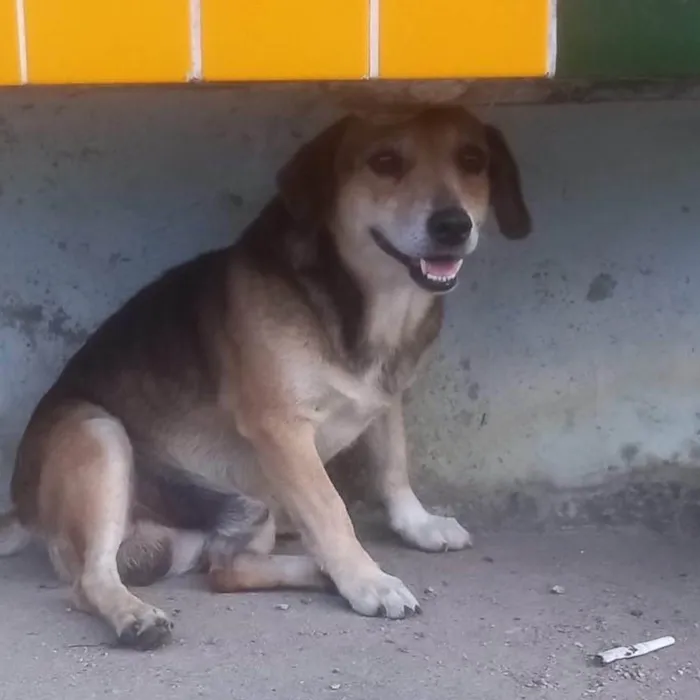 Cachorro ra a  idade 2 anos nome Não sei 