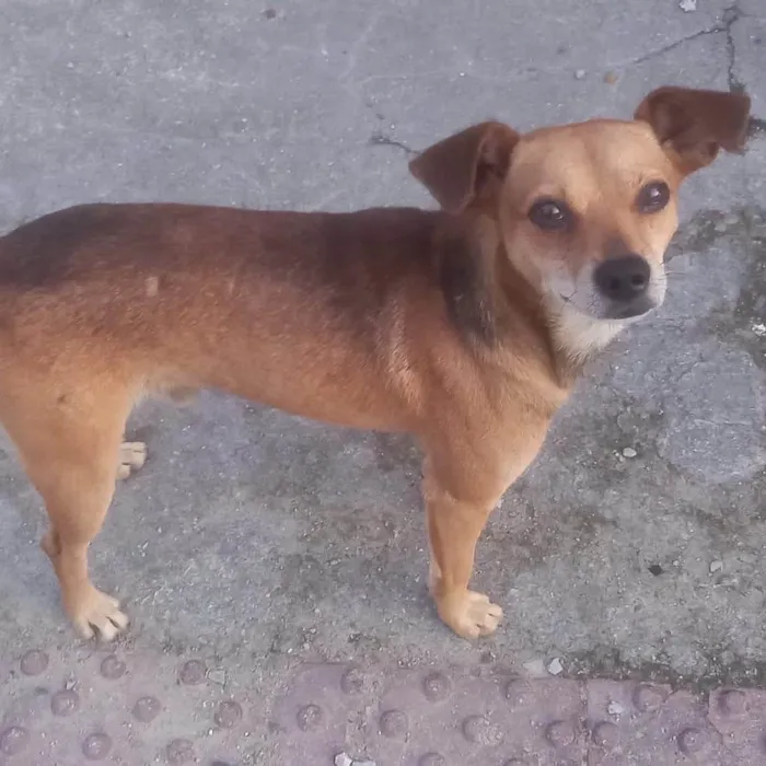 Cachorro ra a  idade 2 anos nome Não sei 