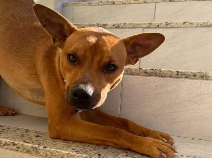 Cachorro ra a  idade 1 ano nome Spik 