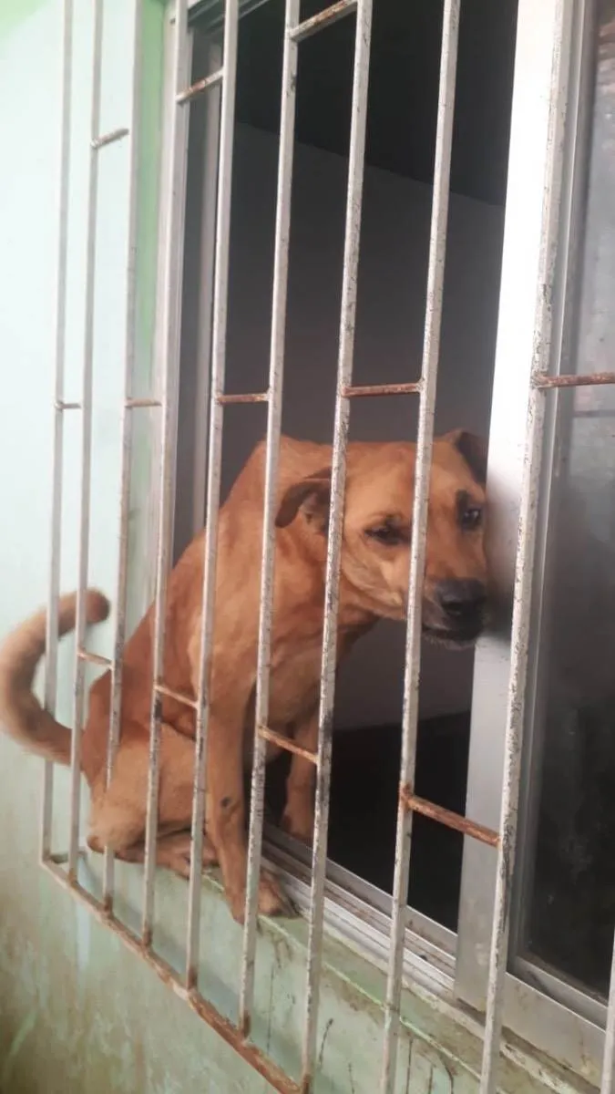 Cachorro ra a  idade 7 a 11 meses nome Não sei 