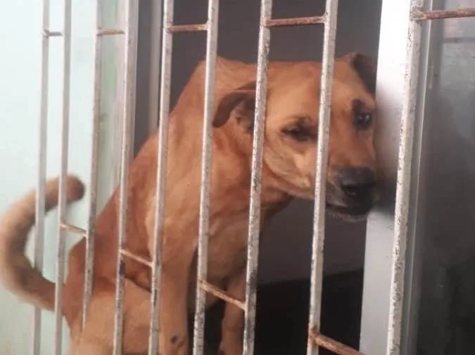 Cachorro ra a  idade 7 a 11 meses nome Não sei 