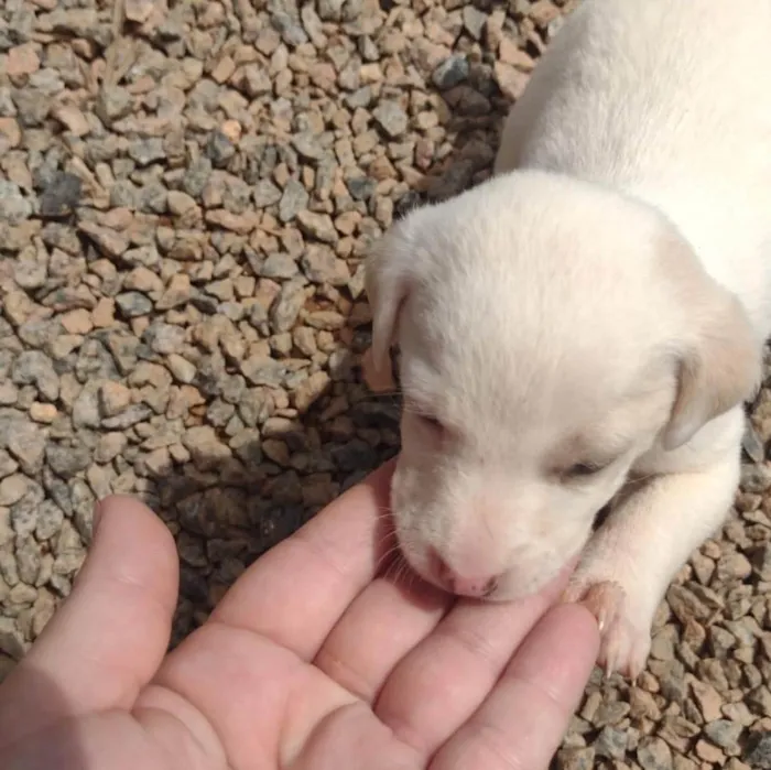 Cachorro ra a  idade Abaixo de 2 meses nome Não sei 