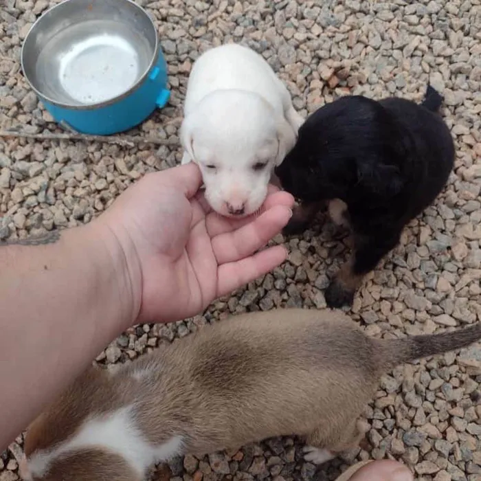 Cachorro ra a  idade Abaixo de 2 meses nome Não sei 