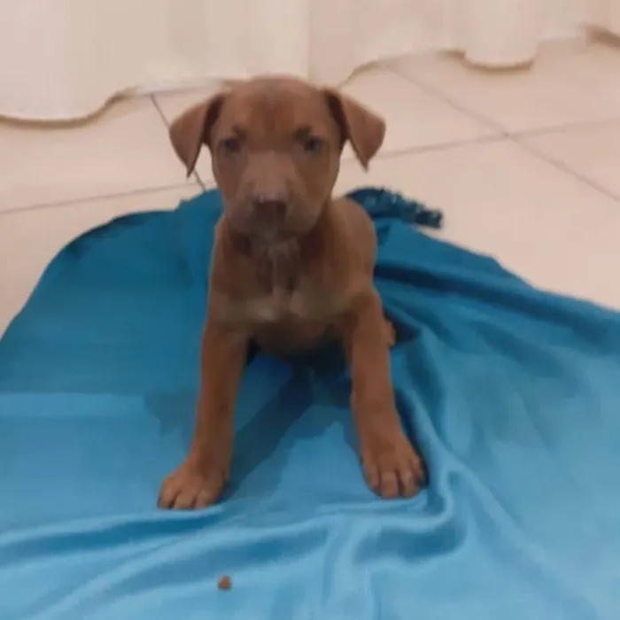 Cachorro ra a  idade Abaixo de 2 meses nome Não sei 