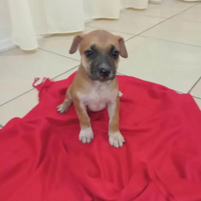 Cachorro ra a  idade Abaixo de 2 meses nome Não sei 