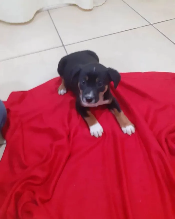 Cachorro ra a  idade Abaixo de 2 meses nome Não sei 