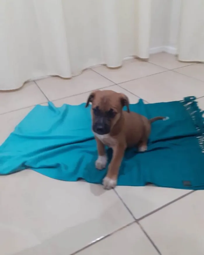 Cachorro ra a  idade Abaixo de 2 meses nome Não sei 