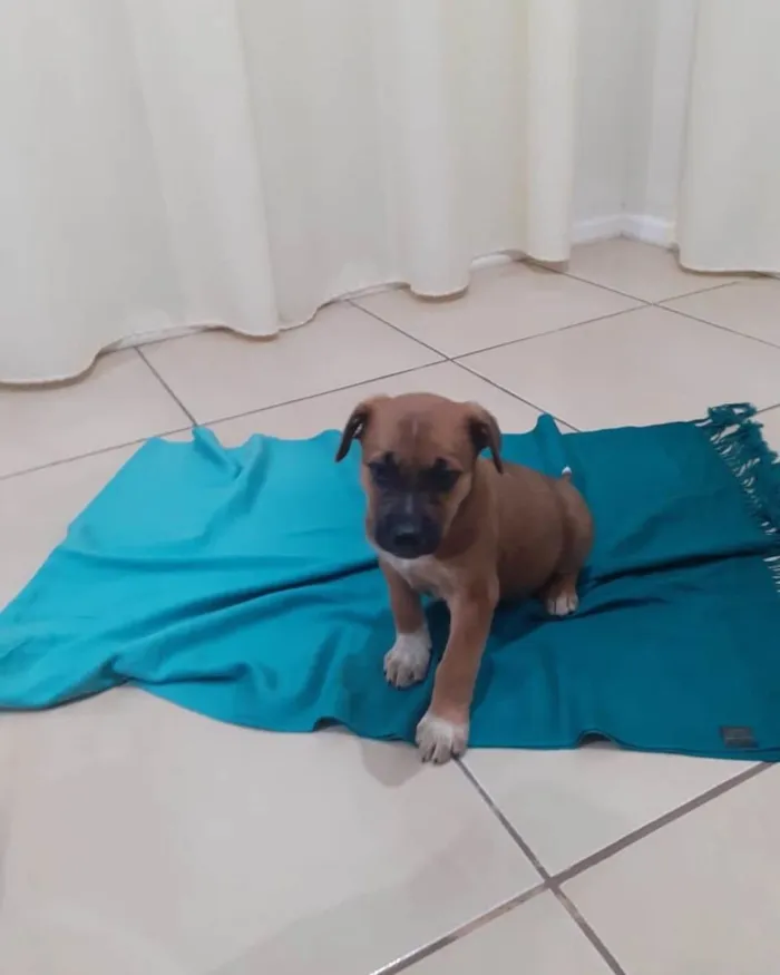 Cachorro ra a  idade Abaixo de 2 meses nome Não sei 