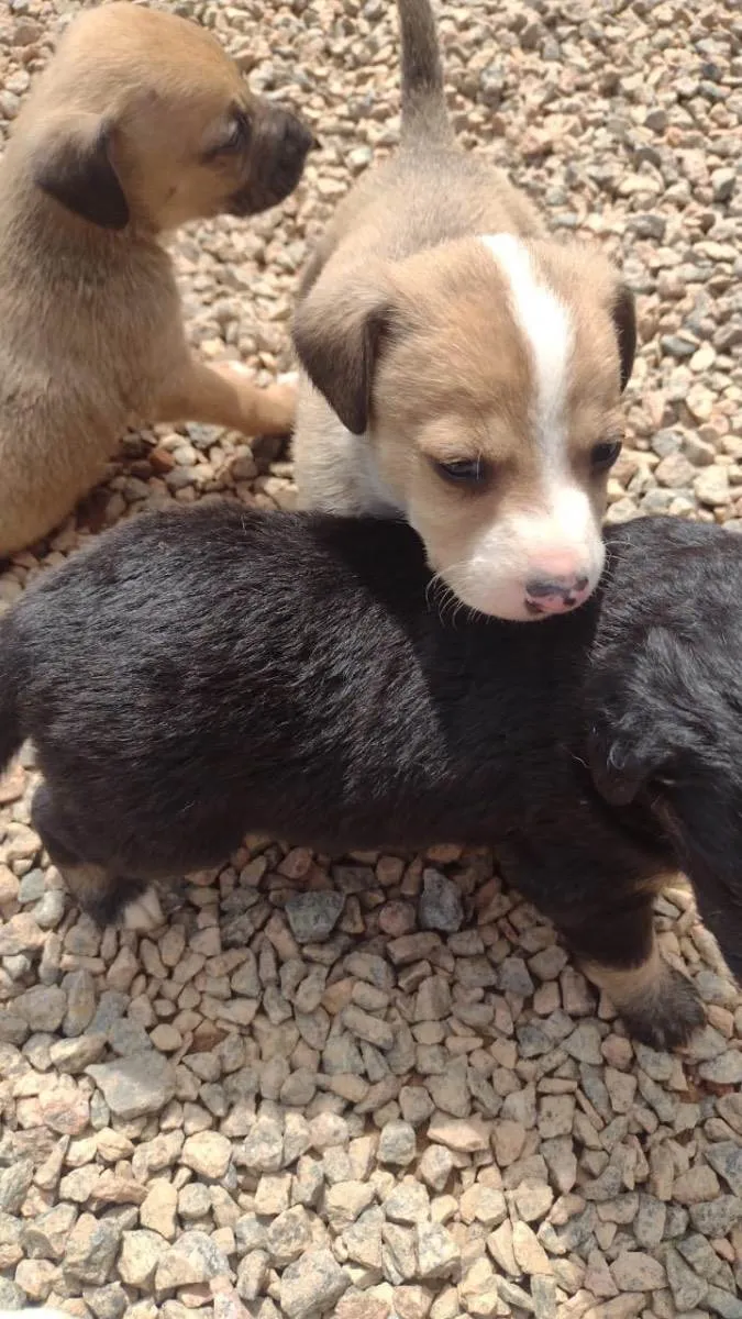 Cachorro ra a  idade Abaixo de 2 meses nome Não sei 