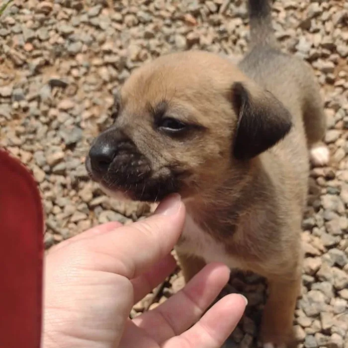 Cachorro ra a  idade Abaixo de 2 meses nome Não sei 