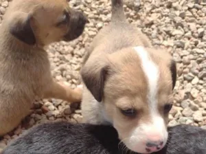 Cachorro raça  idade Abaixo de 2 meses nome Não sei 