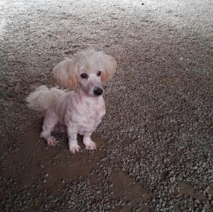 Cachorro ra a  idade 2 anos nome Não sei 