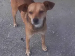 Cachorro raça  idade 2 anos nome Não sei 