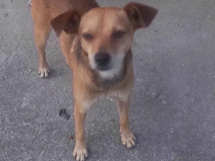 Cachorro ra a  idade 2 anos nome Não sei 