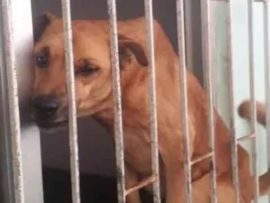 Cachorro raça  idade 7 a 11 meses nome Não sei 