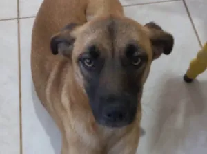 Cachorro raça  idade 7 a 11 meses nome Mel 