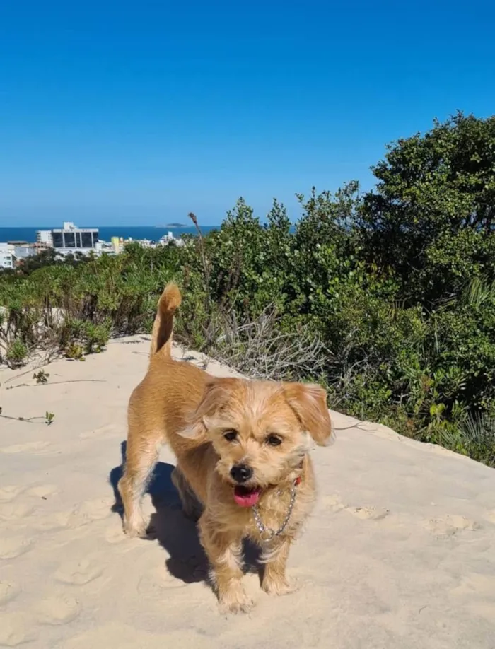 Cachorro ra a  idade 2 a 6 meses nome Não sei 