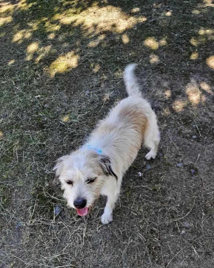 Cachorro ra a  idade 2 anos nome Estopinha 