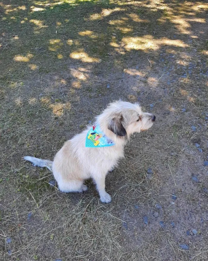 Cachorro ra a  idade 2 anos nome Estopinha 