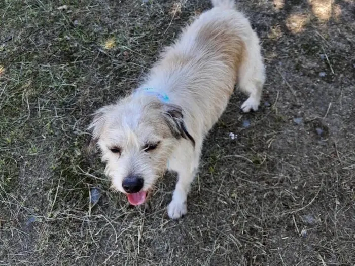 Cachorro ra a  idade 2 anos nome Estopinha 