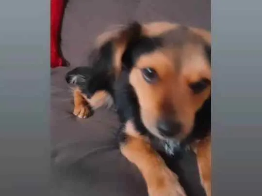 Cachorro ra a York terre idade 7 a 11 meses nome DARTH