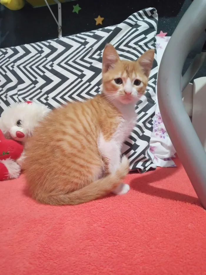 Gato raça Sem raça  idade 2 a 6 meses nome Ruivo