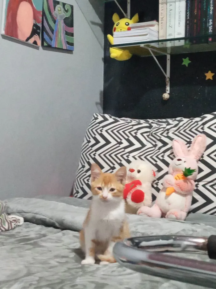 Gato raça Sem raça  idade 2 a 6 meses nome Ruivo