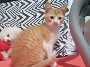 Gato raça Sem raça  idade 2 a 6 meses nome Ruivo