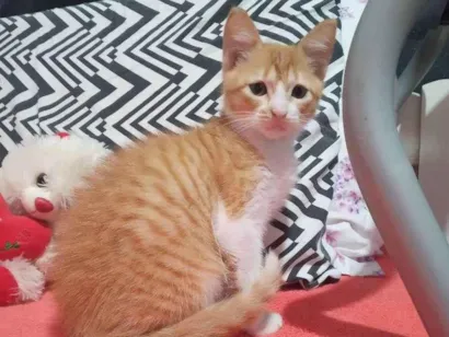 Gato raça Sem raça  idade 2 a 6 meses nome Ruivo