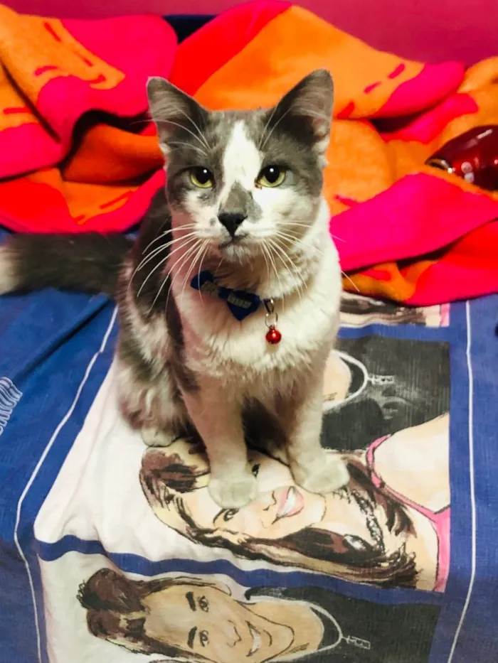 Gato raça Indefinida  idade 2 a 6 meses nome Stich 