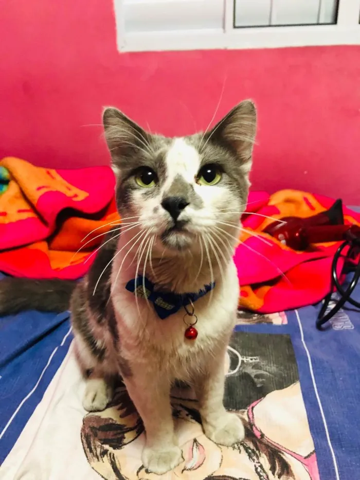Gato raça Indefinida  idade 2 a 6 meses nome Stich 